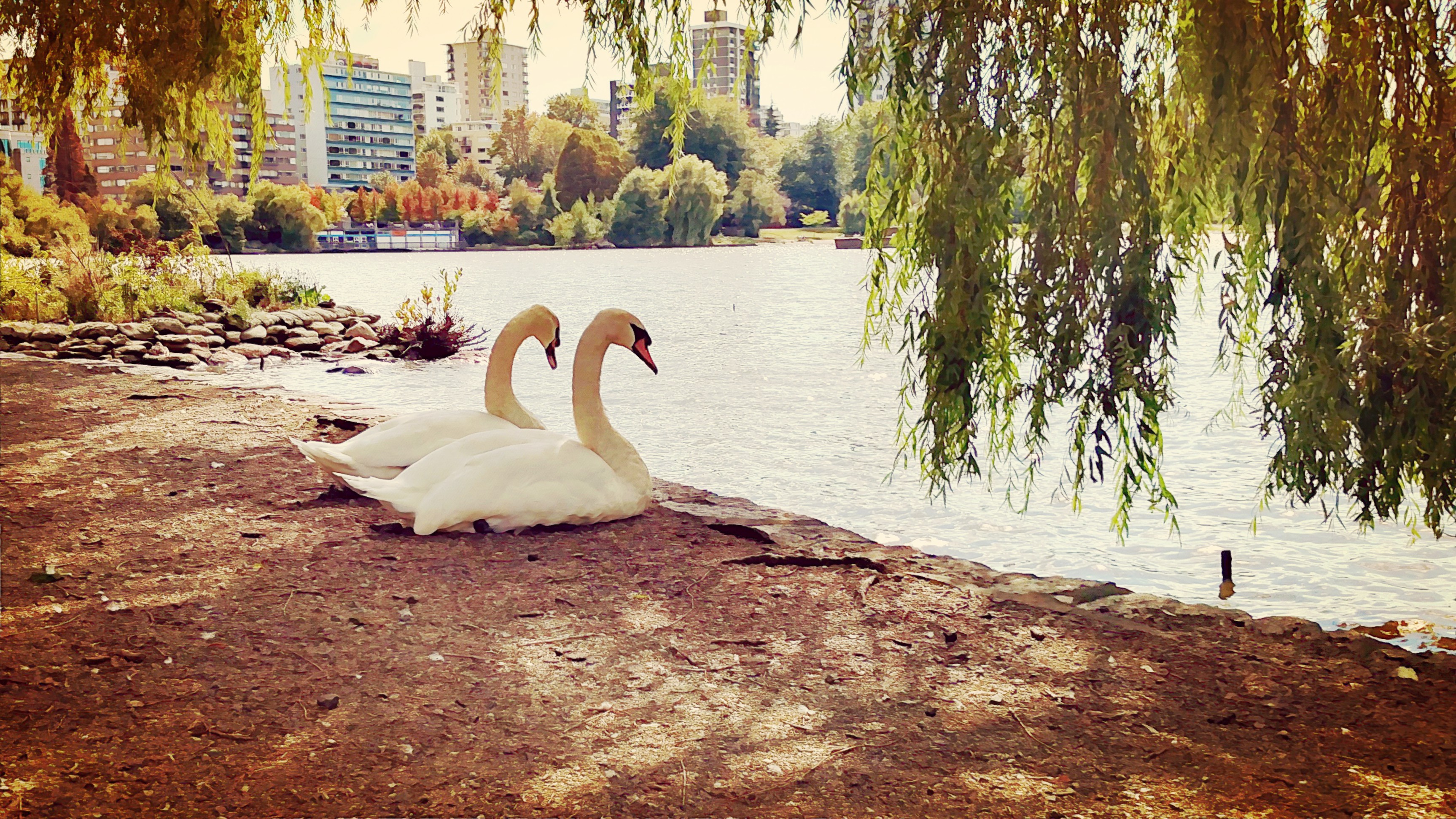 Two swans in a park next to water.