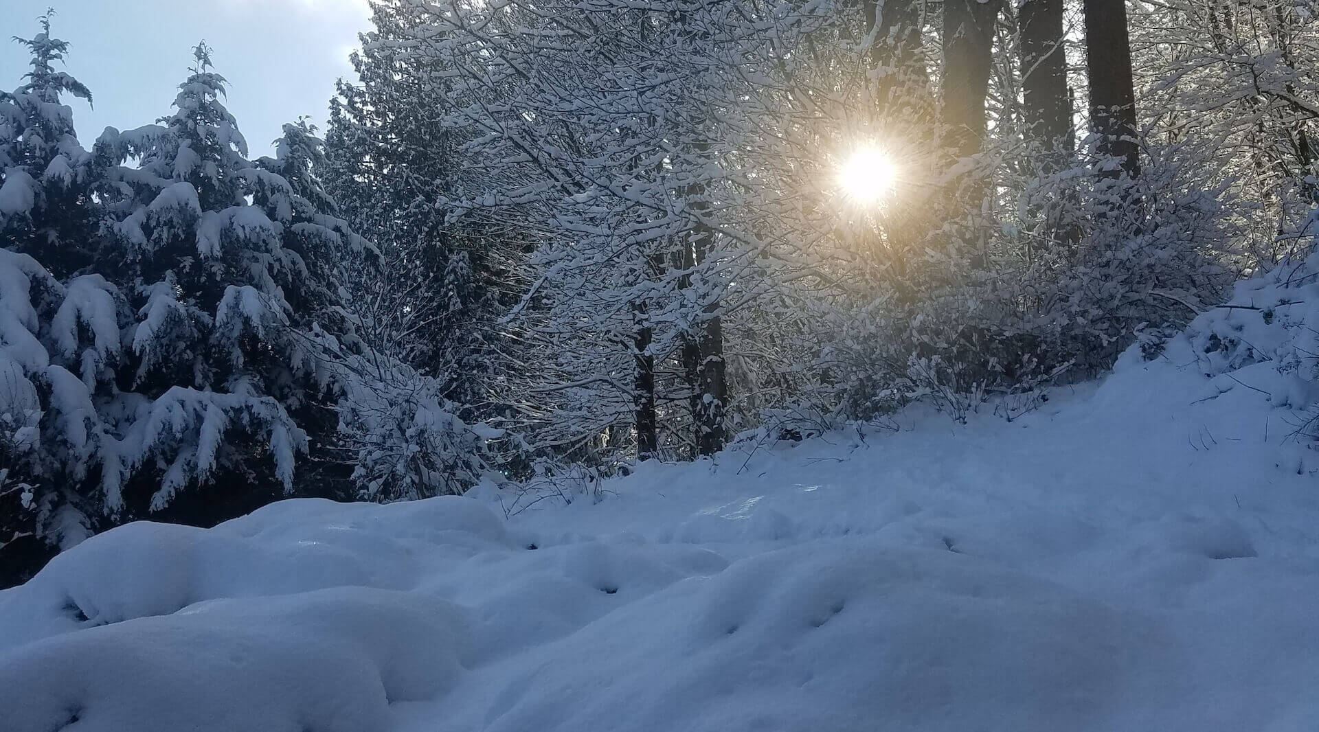A sunbeam bursting through a forest of snow covered trees